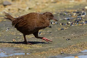 Stewart: 80193278 Weka Ulva Island off Stewart Island, New