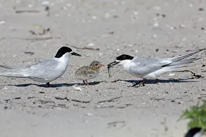 Bringing: 80193280 White-fronted Tern - adult bringing fish