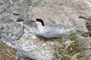 Kaikoura: 80193282 White-fronted Tern - adult with chick Kaikoura