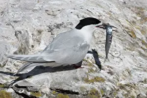 Kaikoura: 80193283 White-fronted Tern - with fish prey Kaikoura