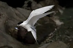 Kaikoura: 80193284 White-fronted Tern - with fish prey Kaikoura