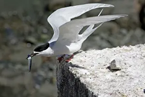 Kaikoura: 80193285 White-fronted Tern - with fish prey Kaikoura