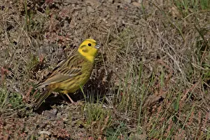 Yellowhammer: 80193286 Yellowhammer - male Teal Valley near Nelson