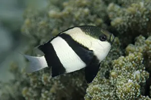 Damsel: 80193381 Humbug Dascyllus Dampier Straits, Raja