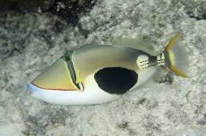 Verrucosus: 80193382 Blackpatch Triggerfish Dampier Straits