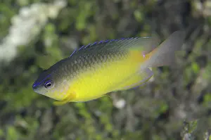 Nigricans: 80193383 Dusky Gregory - juvenile Dampier Straits