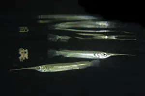 Shortnose: 80193384 Shortnose River Halfbeak - with reflection