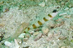 Amblyeleotris: 80193385 Arcfin Shrimpgoby - on sand with Snapping