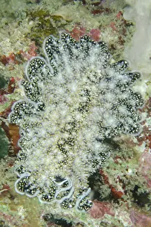 Flatworm: 80193386 Spangled Flatworm Matan Island, near Sorong