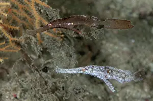 Pipefish: 80193387 Robust Ghost Pipefish - pair Matan Island