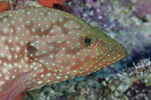 Cephalopholis: 80193388 Blue-spotted Grouper Love Potion No. 9