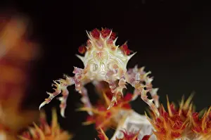 Glomerate: 80193389 Spider Crab - on soft Glomerate tree coral