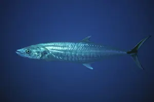 Mackerel: 80193391 Narrow Barred Spanish Mackerel Love Potion