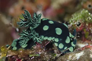Cristata: 80193392 Crested Nembrotha Nudibranch Plateau dive