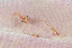 Ianthella: 80193394 Cuapetes Shrimp - in Elephant Ear Sponge