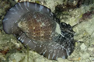 Perdix: 80193395 Giant Tun Shell Night dive, Wagmab dive