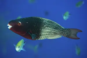 Scarus: 80193396 Ember Parrotfish - female Boo Rocks dive