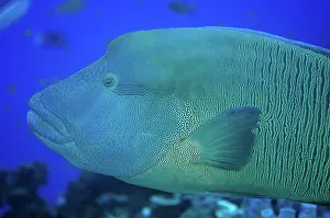 Undulatus: 80193397 Humphead Wrasse Shadow Reef dive site