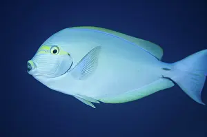 Surgeonfish: 80193398 Yellowmask Surgeonfish Shadow Reef dive