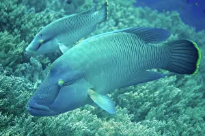 Undulatus: 80193399 Humphead Wrasse - adult and juvenile Shadow