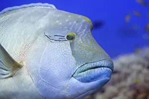 Undulatus: 80193400 Humphead Wrasse Shadow Reef dive site