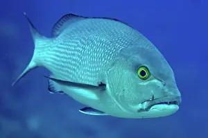 Snapper: 80193401 Red Snapper Shadow Reef dive site, Yilliet