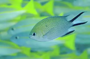 Chromis: 80193402 Philippines Chromis Shadow Reef dive site