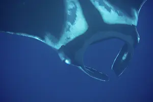Dorsal: 80193404 Oceanic Manta Ray - with typical dorsal