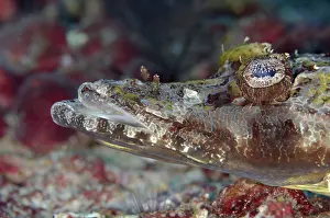 Kecil: 80193405 Crocodile Flathead Yilliet Kecil dive site