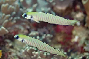 Dartfish: 80193406 Zebra Dartfish - pair Yilliet Kecil dive