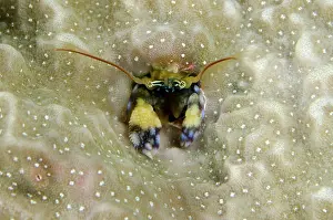 Hermit: 80193407 Coral Hermit Crab - in coral crevice Night