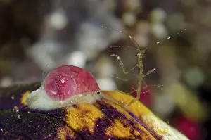 Bivalve: 80193408 Papery Stomatella Snail - with Skeleton