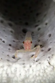 Pipe: 80193410 Commensal Sponge Shrimp - in Stove-pipe