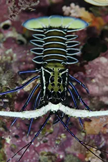Lobster: 80193411 Painted Spiny Lobster - juvenile Tank Rock