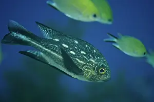 Snapper: 80193412 Midnight Snapper - juvenile with subadult