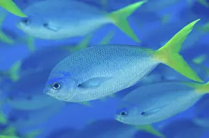 Fiabacet: 80193414 Yellowtail Fusiliers Fiabacet's Delight