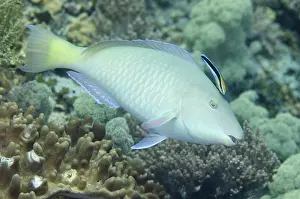 Labroides: 80193415 Bluestreak Cleaner Wrasse - cleaning Parrotfish