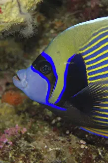 Imperator: 80193416 Emperor Angelfish Night dive, Barracuda