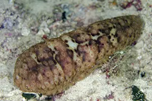 Wandering: 80193417 Night-wandering Sea Cucumber Night dive