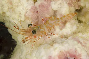 Hinge: 80193419 Reticulated Hinge-beak Shrimp Night dive