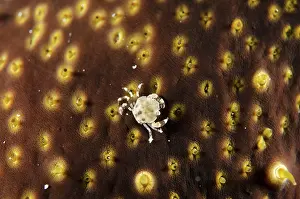 Fiabacet: 80193420 Sea Cucumber Swimming Crab - on Sea Cucumber