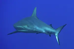Carcharhinus: 80193421 Grey Reef Shark Boo Rocks dive site, Boo