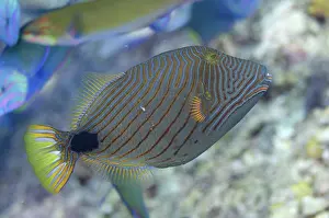 Undulatus: 80193422 Orange-lined Triggerfish Boo Rocks dive