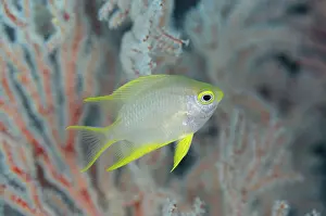 Ternate: 80193424 Ternate Damselfish Boo Point East dive