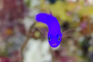 Dottyback: 80193425 Magenta Dottyback Boo Point East dive site