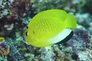 Yilliet: 80193426 Three-Spot Angelfish Boo Point East dive