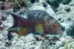 Wayil: 80193427 Lyretail Grouper Romeo dive site, Wayil