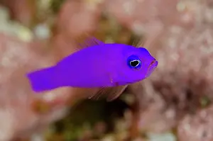 Dottyback: 80193428 Magenta Dottyback Romeo dive site, Wayil