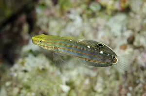 Wayil: 80193430 Old Glory Goby / Koumansetta rainfordi
