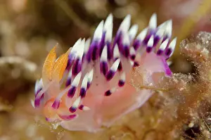 Cerata: 80193431 Much-desired Flabellina Nudibranch Night